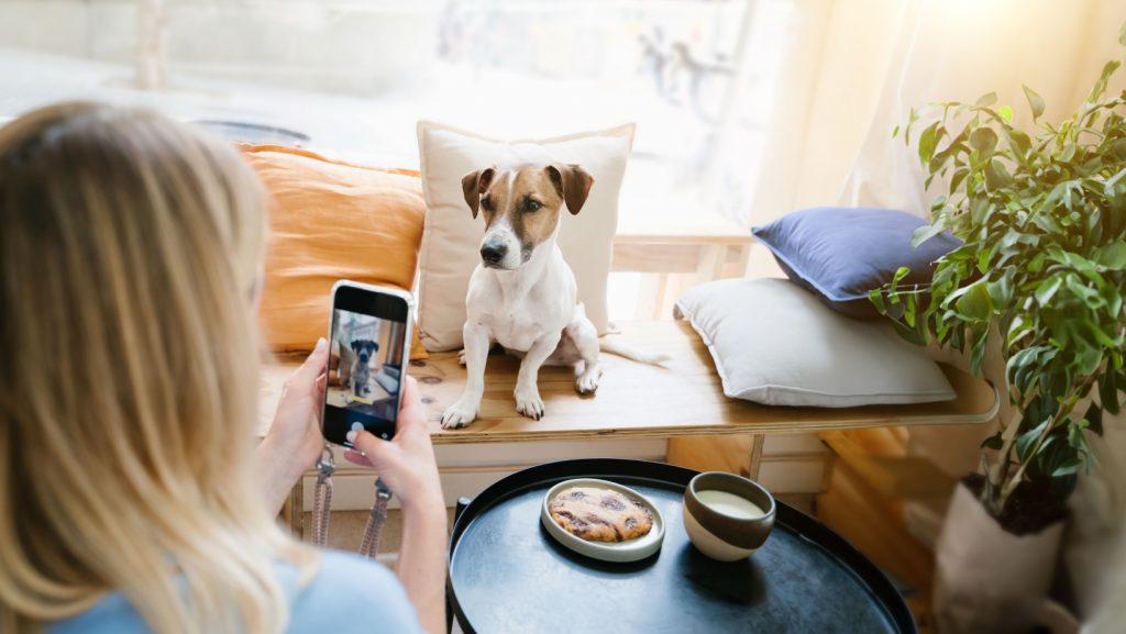 Pet Influencer Marketing In The Philippines